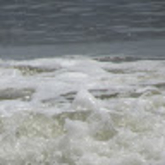 Meet your Posher, Turtle - Picture 1 of 1